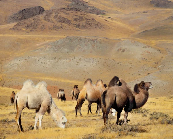 Foto camellos contra montaña . — Foto de Stock