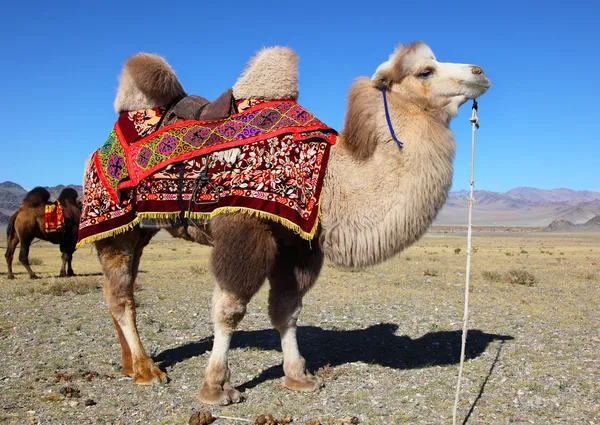 Fotoğraf Develer dağ karşı. 