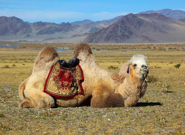 Φωτογραφία καμήλες ενάντια σε βουνό. Royalty Free Φωτογραφίες Αρχείου