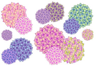 colorful hydrangea flowers, vector set clipart