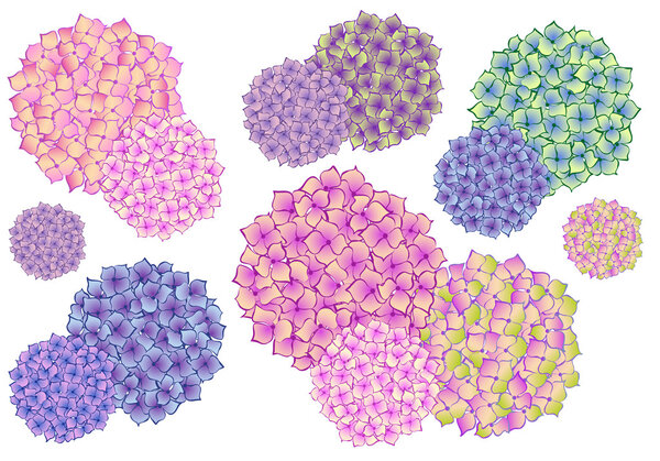 разноцветные гортензии, векторный набор
