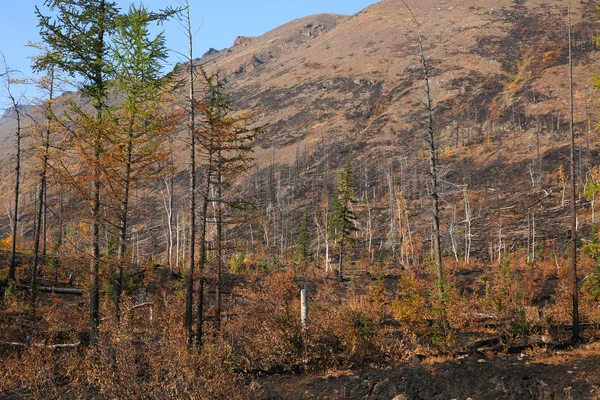 Hügel nach Brand — Stockfoto