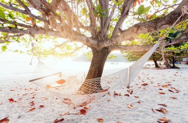 Rep Hängmatta Nära Ett Stort Träd Sandstrand Bred Soluppgång Tropisk — Stockfoto