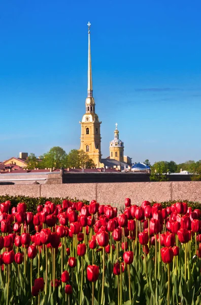 Peter Paul Fortress Red Tulips Blue Sky Summer Bright — Stock Photo, Image