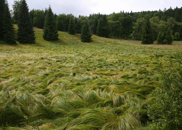 Skogen äng Stockfoto