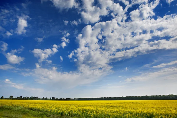 青い空の上のひまわり畑 — ストック写真