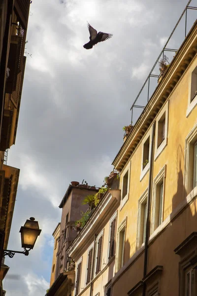 Farola y pájaro en Roma, Italia — Foto de Stock