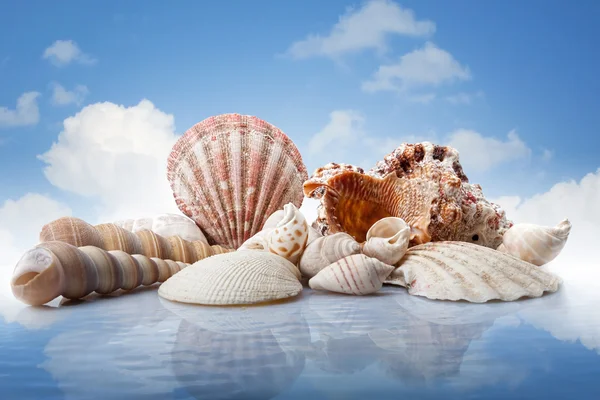 Морские раковины в воде против голубого неба — стоковое фото