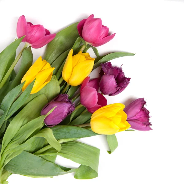 Kleur tulpen geïsoleerd op wit — Stockfoto