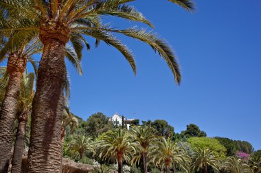Yeşil palmiye ağacı park guell, Barselona, İspanya