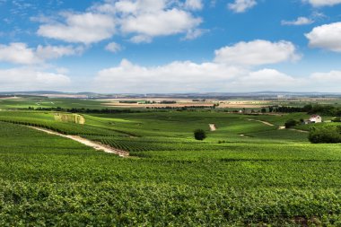 Vineyard peyzaj, montagne de reims, Fransa