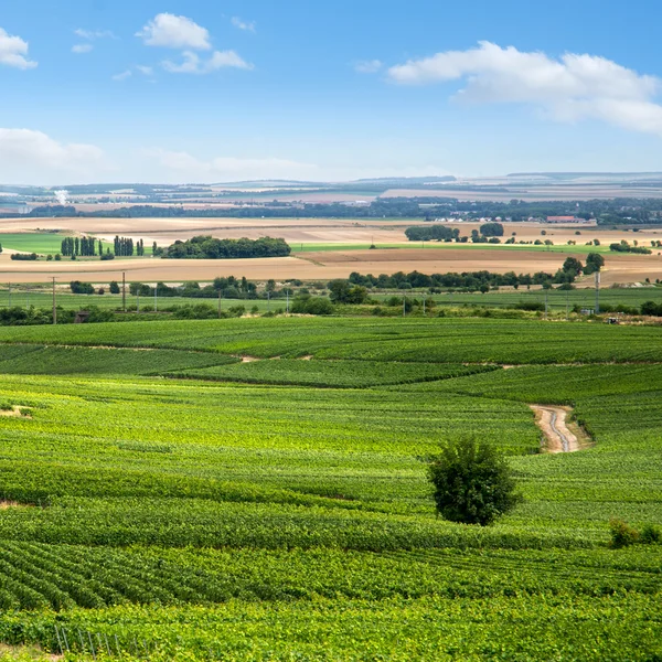 Szőlőskert táj, Montagne de Reims, Franciaország — Stock Fotó