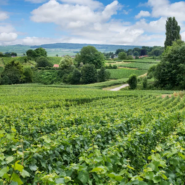 Vineyard landscape, Montagne de Reims, France — Stock Photo, Image