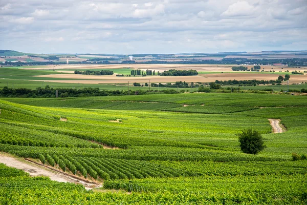 Wijngaard landschap, montagne de reims, Frankrijk — Stockfoto