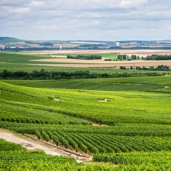 Paisaje del viñedo, Montagne de Reims, Francia — Foto de Stock