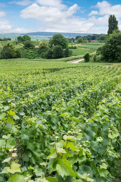 Paysage viticole, Montagne de Reims, France — Photo