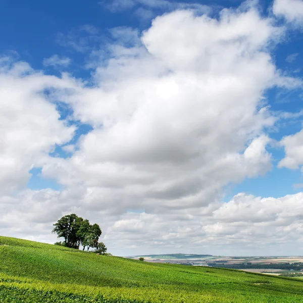 Árvore solitária na paisagem da vinha — Fotografia de Stock