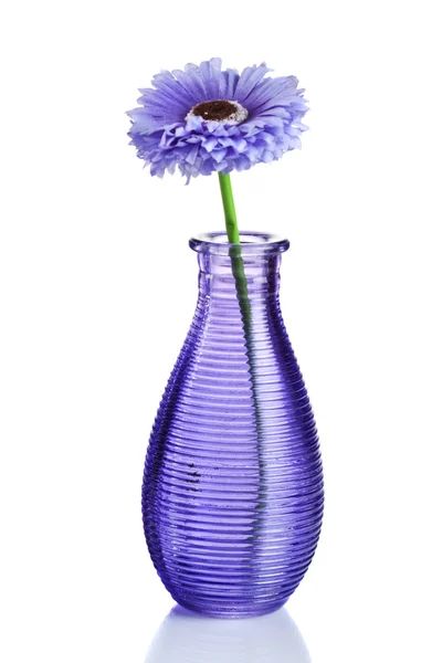 Blue flower in vase isolated on white — Stock Photo, Image