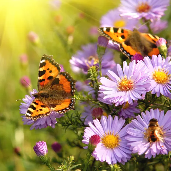 Vlinder aan bloemen — Stockfoto