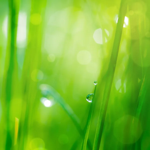 Queda na grama e fundo verde com bokeh natural, foco macio — Fotografia de Stock