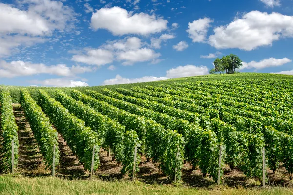 Paysage viticole, Montagne de Reims, France — Photo