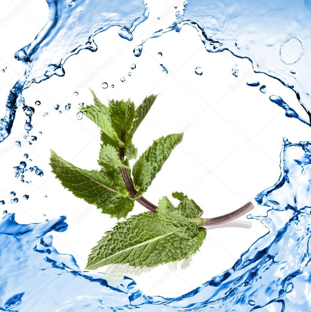 green mint with water splash isolated on white