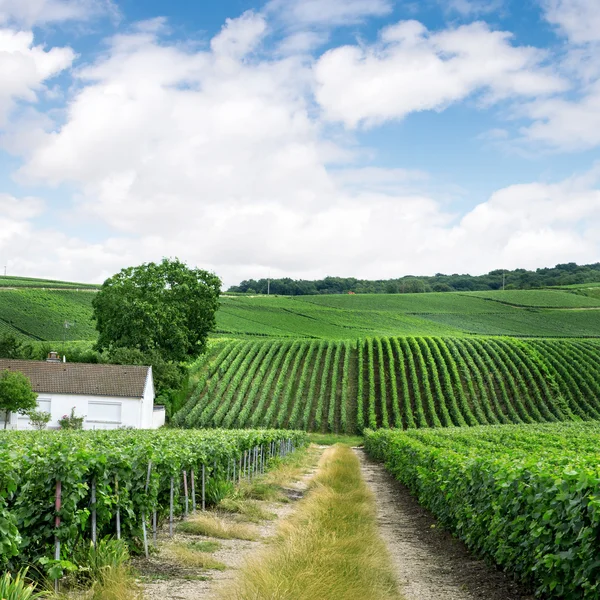 Paisaje del viñedo, Montagne de Reims, Francia — Foto de Stock