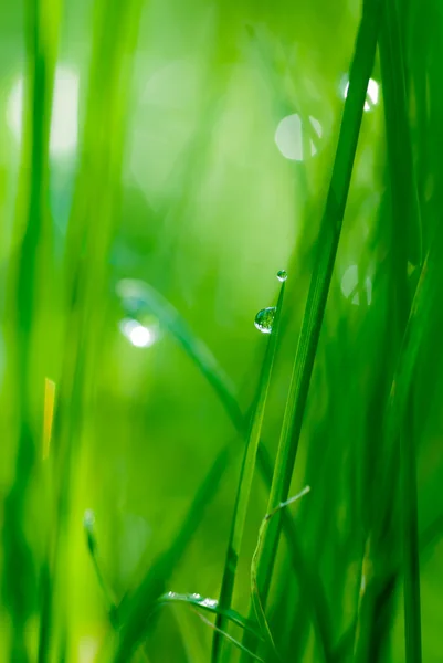 Goccia su erba e sfondo verde con bokeh naturale, focu morbido — Foto Stock