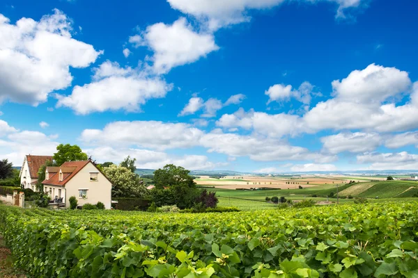 Wijngaard landschap, montagne de reims, Frankrijk — Stockfoto