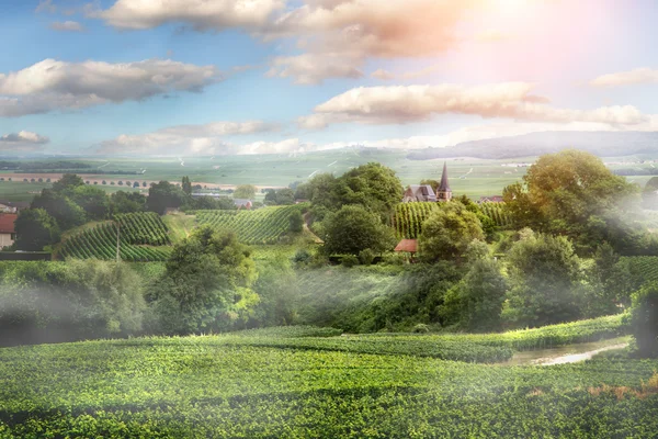 Salida del sol en el viñedo, Montagne de Reims, Francia —  Fotos de Stock