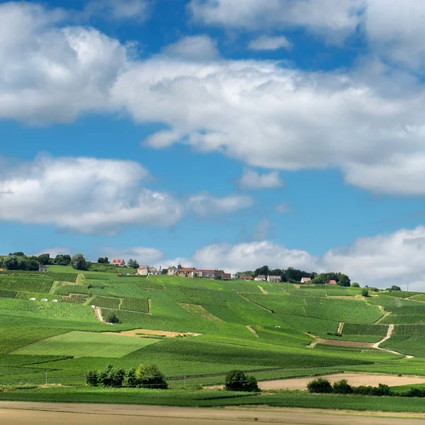 Paisagem vinícola, Montagne de Reims, França — Fotografia de Stock