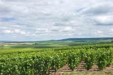 Vineyard peyzaj, montagne de reims, Fransa