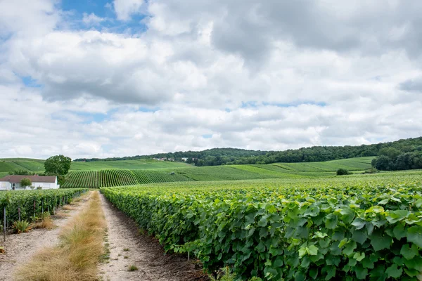 Виноградный пейзаж, Монтань-де-Реймс, Франция — стоковое фото