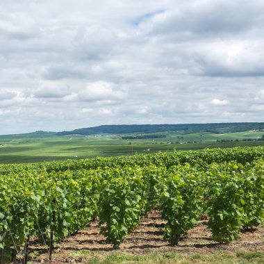 Vineyard peyzaj, montagne de reims, Fransa