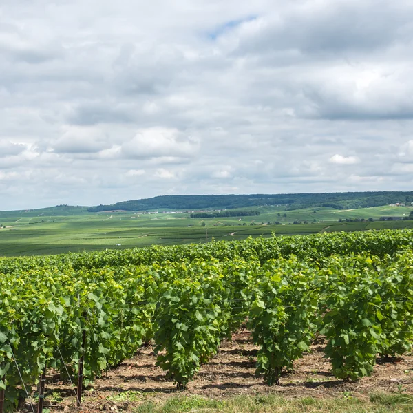 Paisaje del viñedo, Montagne de Reims, Francia — Foto de Stock