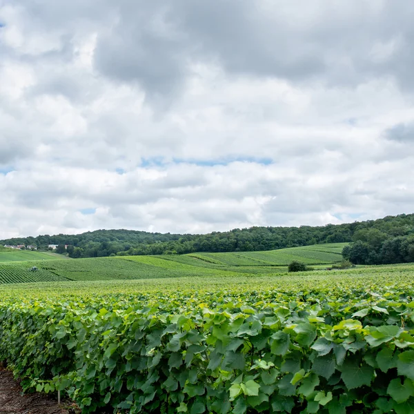 Виноградный пейзаж, Монтань-де-Реймс, Франция — стоковое фото
