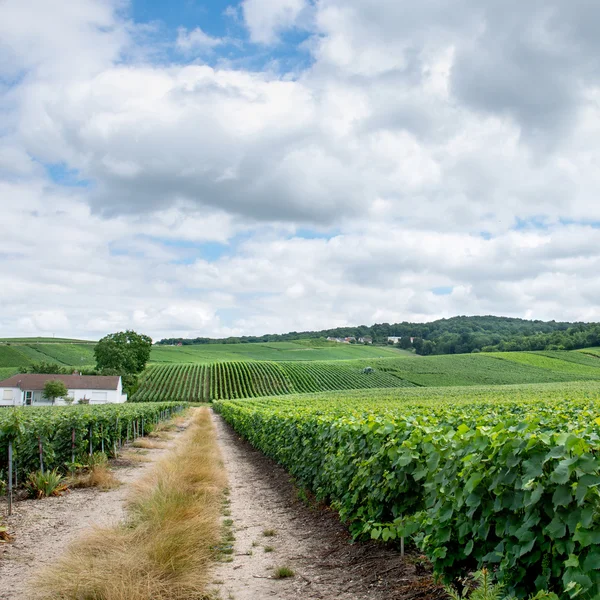 Vineyard landscape, Montagne de Reims, France — Stock Photo, Image