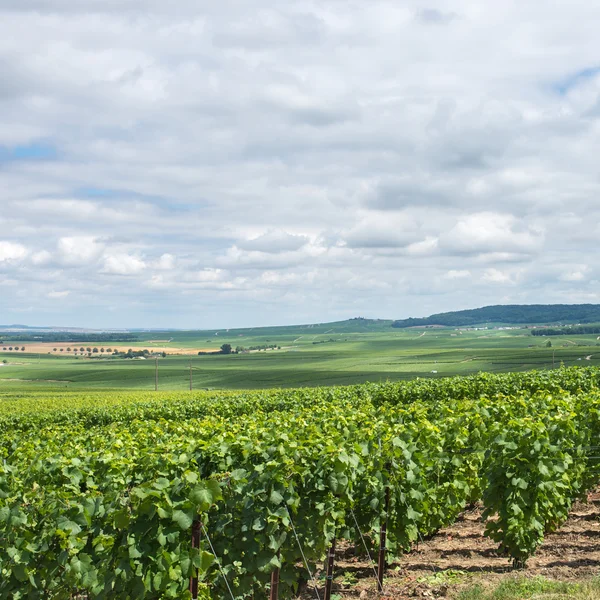 Paisagem vinícola, Montagne de Reims, França — Fotografia de Stock