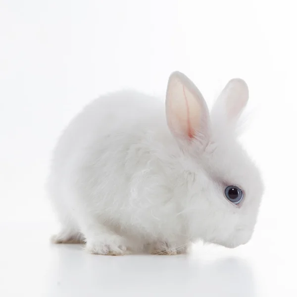 Білий кролик ізольований на білому тлі — стокове фото