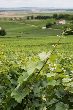 Vineyard peyzaj, montagne de reims, Fransa