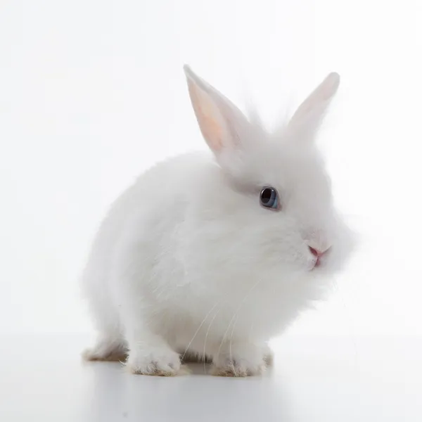 Witte konijn geïsoleerd op witte achtergrond — Stockfoto