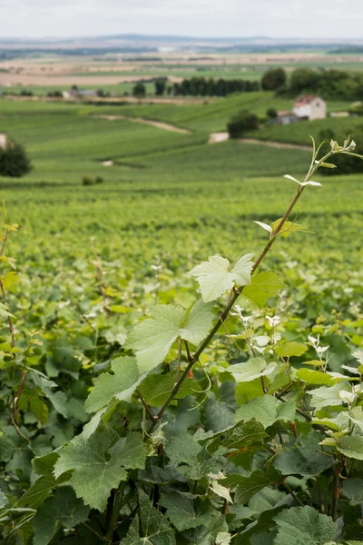 Vineyard peyzaj, montagne de reims, Fransa — Stok fotoğraf