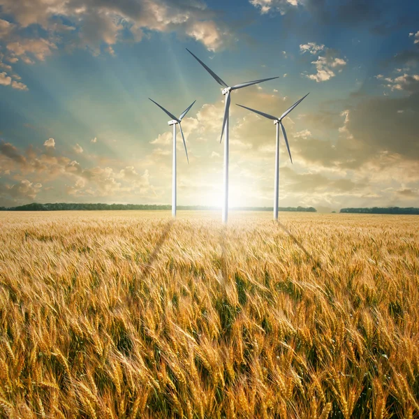 Generatori eolici turbine su campo di grano — Foto Stock