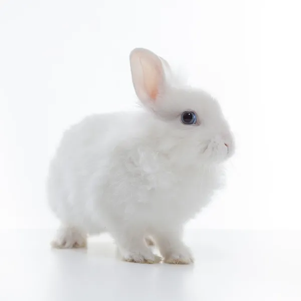 White rabbit isolated on white background — Stock Photo, Image