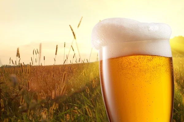 Bardak bira buğday alan ve günbatımı karşı — Stok fotoğraf
