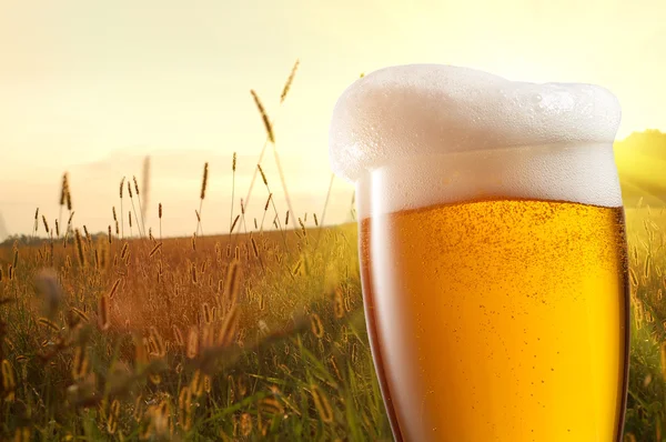 Glass of beer against wheat field and sunset — Stock Photo, Image