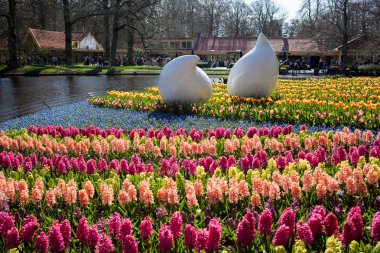 lisse, hollanda - 20 Nisan 2013: keukenhof parkta çiçekler, 