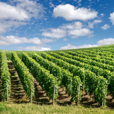 Vineyard peyzaj, montagne de reims, Fransa