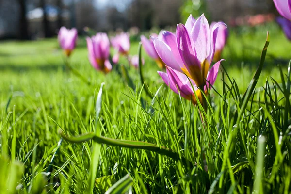 Fleurs dans le parc Keukenhof, Pays-Bas, également connu sous le nom de jardin — Photo