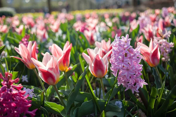 Květiny v parku keukenhof, Nizozemsko, také známý jako zahrada — Stock fotografie